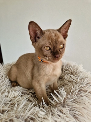 Reinrassige Burma Kitten 