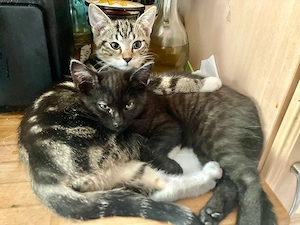 Nelly, Blacky und Kasimir - BKH Mix 