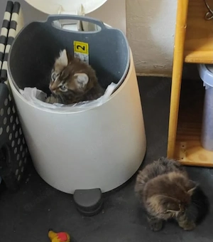 Maine coon katzen Babys 10 Wochen alt