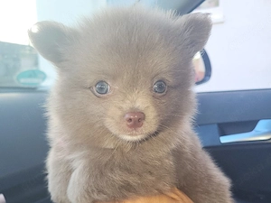 Chihuahua 