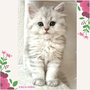 Reinrassige Britisch Lang(kurz)Haar BLH Wunderschöne Kitten liebevoll aufgezogen