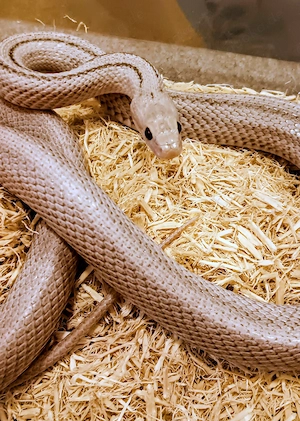 Konnatter weibchen 