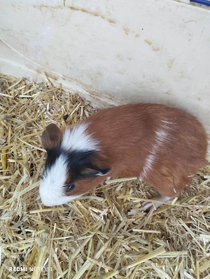 weibliche Meerschweinchen 