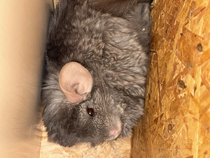 Zwei liebe Chinchilla-Männchen suchen ein neues Zuhause