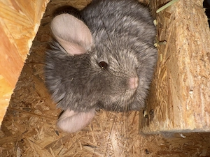 Zwei liebe Chinchilla-Männchen suchen ein neues Zuhause Bild 4