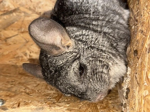 Zwei liebe Chinchilla-Männchen suchen ein neues Zuhause Bild 3
