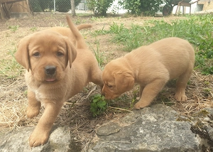 Labrador Welpen Foxred