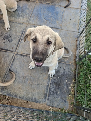 fridolin sucht ab oktober