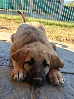 lotta kangal sucht ab oktober