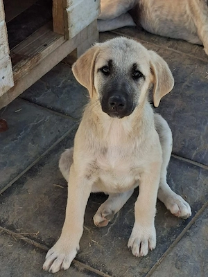 frieda sucht ab oktober
