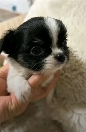 Liebevoller Chihuahua-Welpe sucht ein neues Zuhause