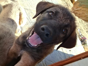 koda sucht ab oktober
