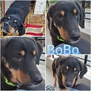 bobo sucht ab september