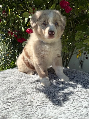 Wunderschöne Australian Shepherd Welpen 