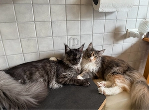 Maine Coon Paar   Einzeln