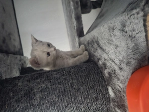 3 Bkh Kitten 