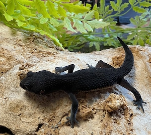 leopardgeckos ENZ 26 