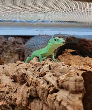 Gastropholis prasina 