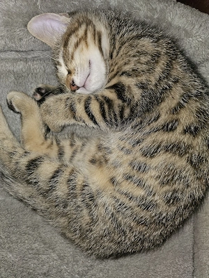 mega verschmuster Kater sucht Dich!