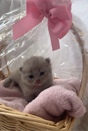 Wunderschöne British Shorthair Kitten suchen ein liebevolles Zuhause   