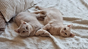 Reinrassige Britisch Kurzhaar Kitten mit Stammbaum bkh  