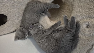 2 BKH 1 BLH Kitten suchen noch ihr Zuhause 