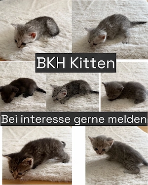 BKH Kitten 