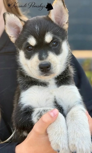     Kimo   typvoller Pomsky-Rüde sucht sein Für-immer-Zuhause