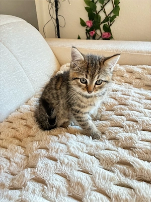 Baby katzen BKH Bild 3