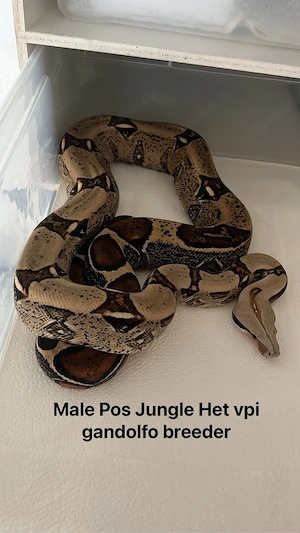 1.0 Poss jungel het VPI Gandolfo