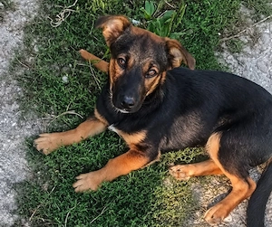 GOOFY - verspieltes Hundekind (wartet in Rumänien)