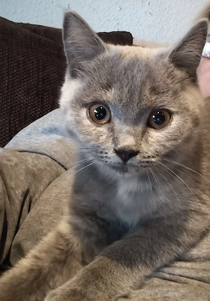 Verschmustes BKH Mädchen, Kitten, Abgabe bereit! 