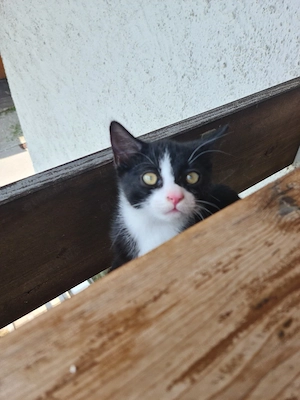 Kleiner EKH Kater