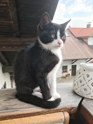 Kleiner EKH Kater