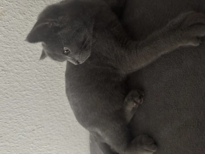 BKH Britisch Kurzhaar Katze 4 Monate 