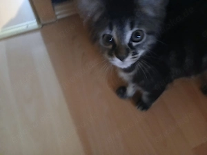 10 Wochen altes Katzenbaby