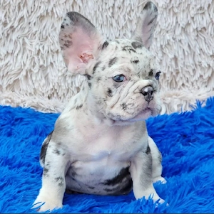Französische Bulldoggenwelpen abzugeben.