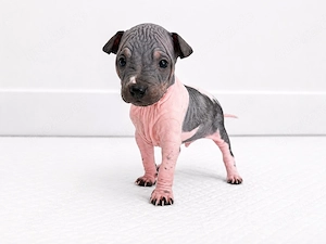 American Hairless Terrier Welpen 