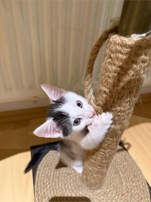 Kleiner Kater 