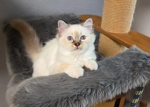 Reinrassige Heilige Birma Kitten