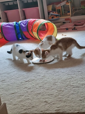 3 zuckersüße Kitten suchen ein Zu Hause auf Lebzeiten