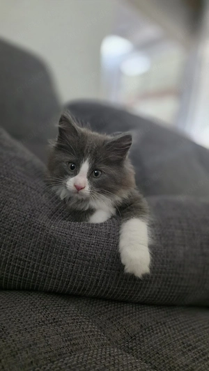 12 wochen alter main coon kater