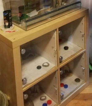 Terrarium im Kallax Regal Bild 2