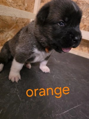Einzigartiger wurf Bernhardiner x American Akita 