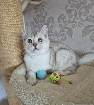 Bkh kitten. Seltene Farbe. 