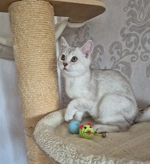 Bkh Kitten Seltene farbe.
