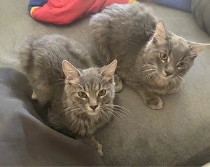 Britisch Kurzhaar (Silver)   Kater & Katze, 6 Monate