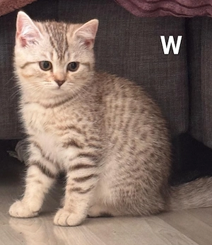 BKH-Kitten abgabebereit 