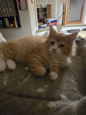 Maine coon kitten