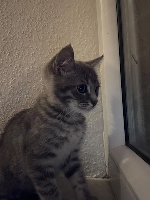 bkh mix kitten 